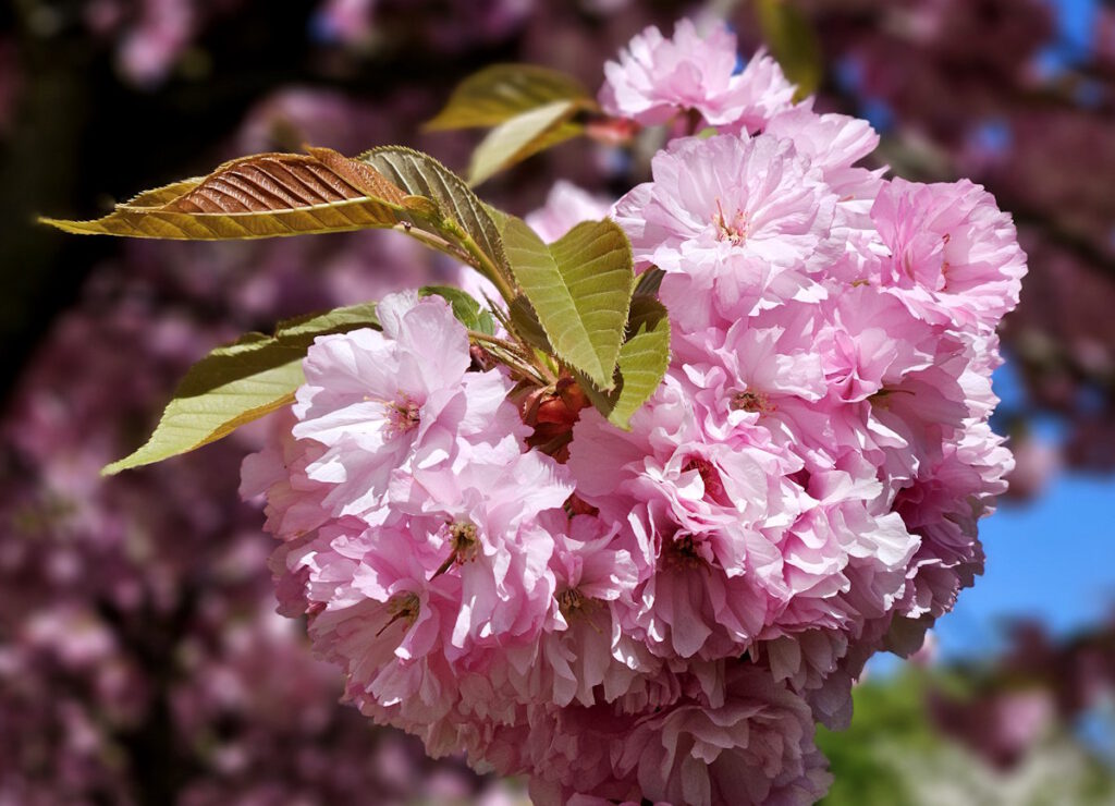 Kirschblüten in der Bad-Soden-Straße, München-Milbertshofen