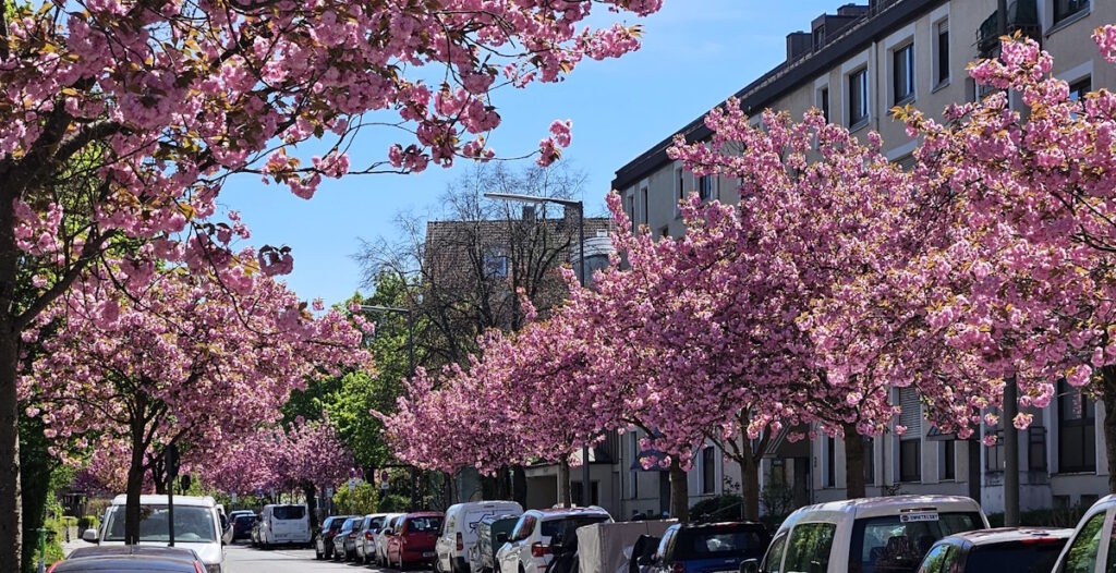 Kirschbaumallee in der Bad-Soden-Straße, München-Milbertshofen