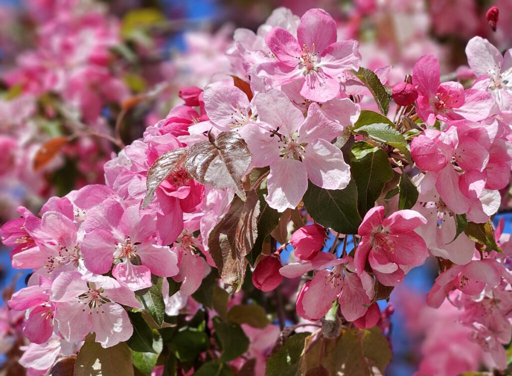 Kirschblüten im Petuelpark