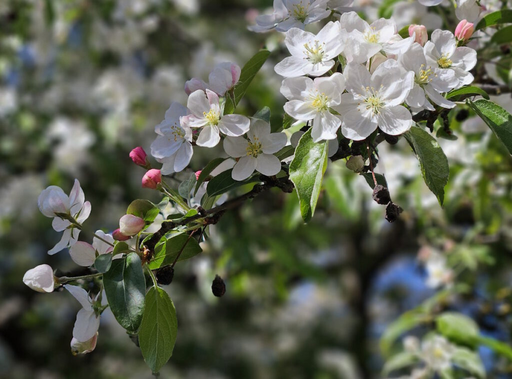 Kirschblüten im Petuelpark