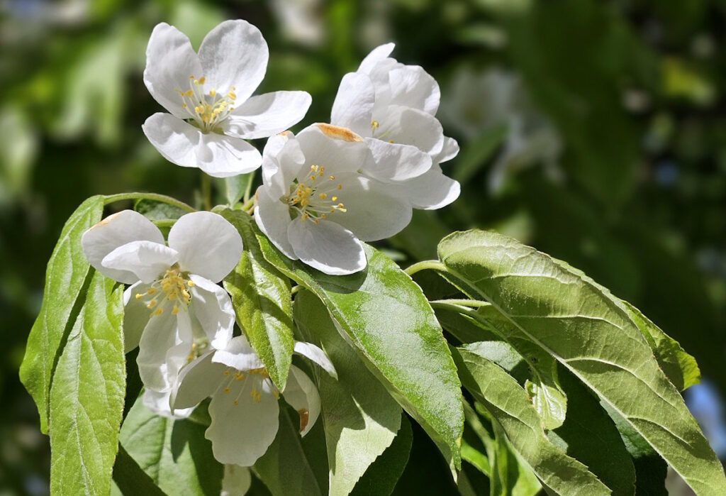 Kirschblüten im Petuelpark