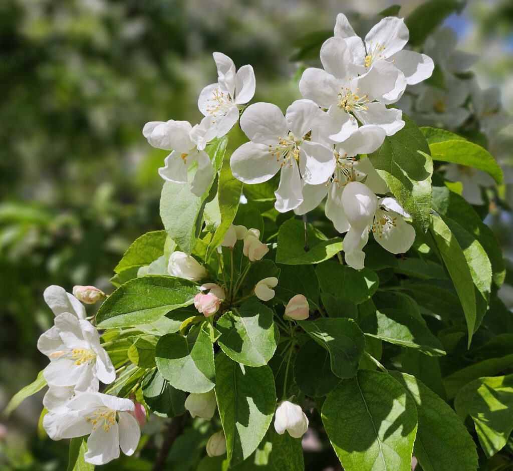 Kirschblüten im Petuelpark