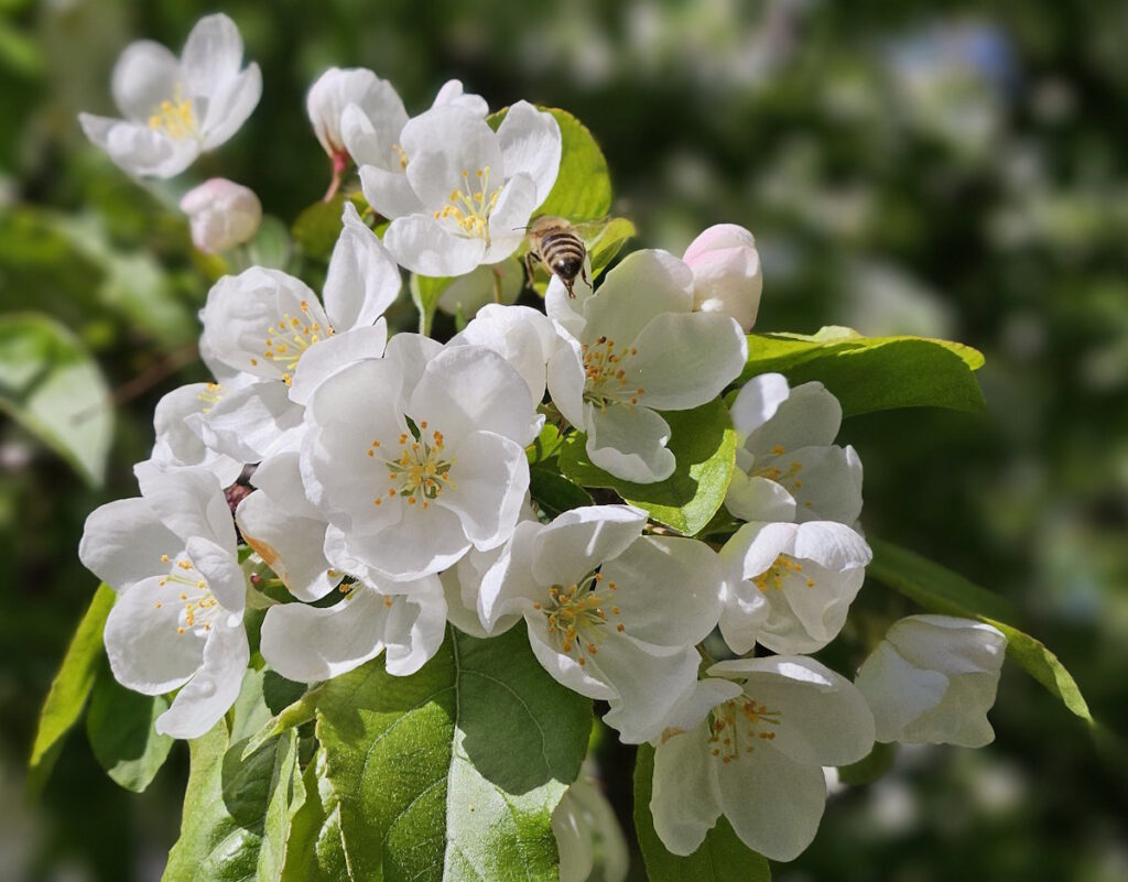 Kirschblüten im Petuelpark