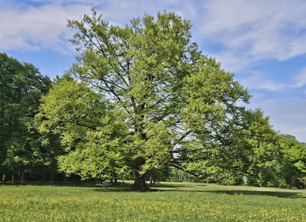 Englischer Garten im Frühjahr