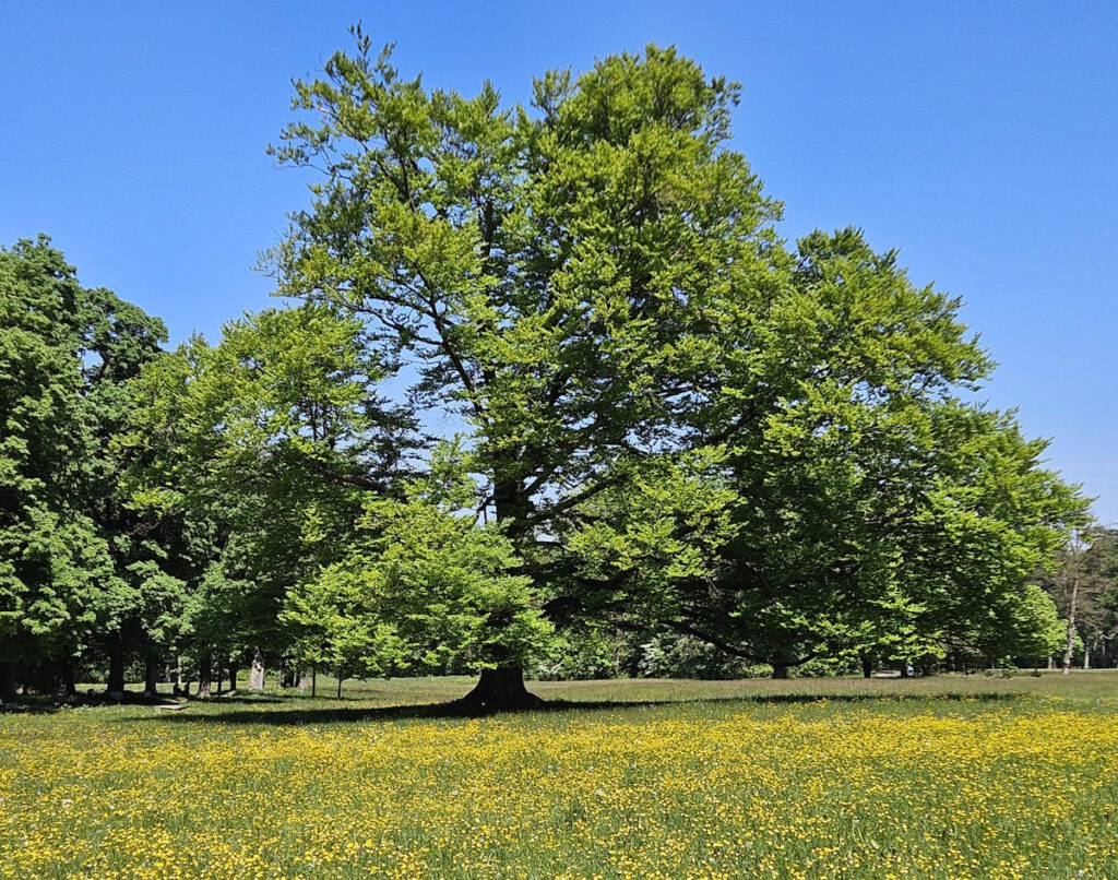 Englischer Garten im Frühjahr