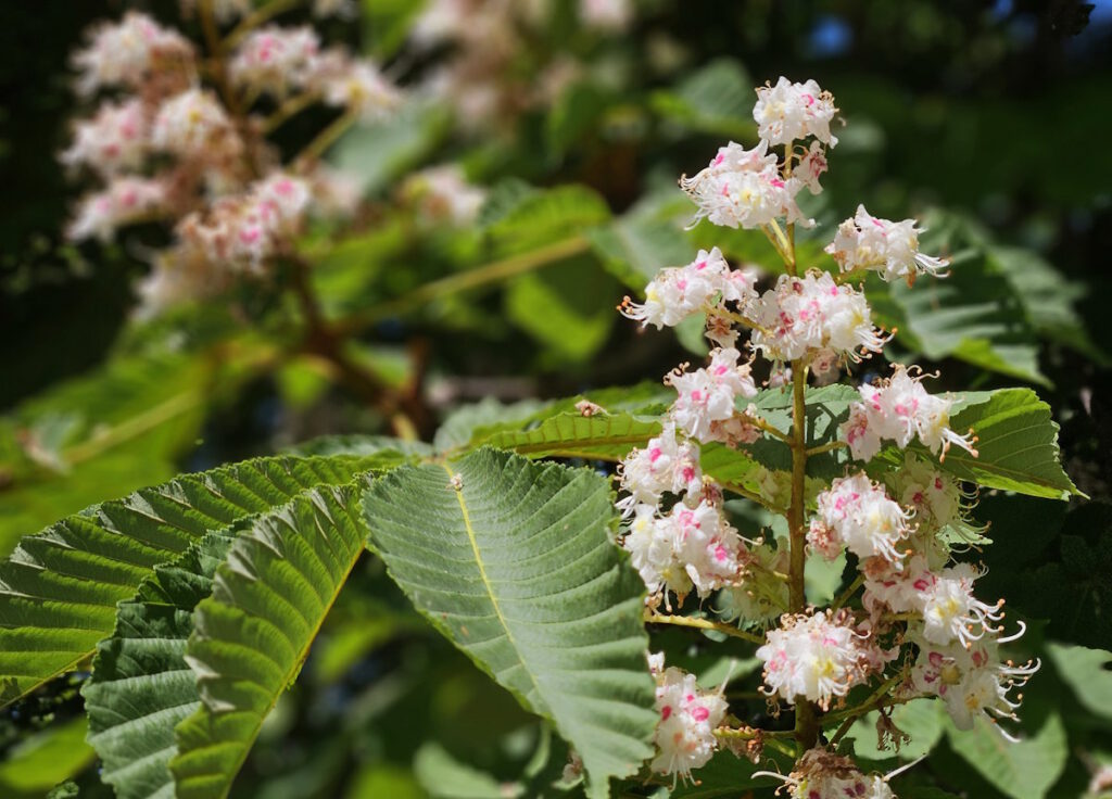 Kastanienblüte