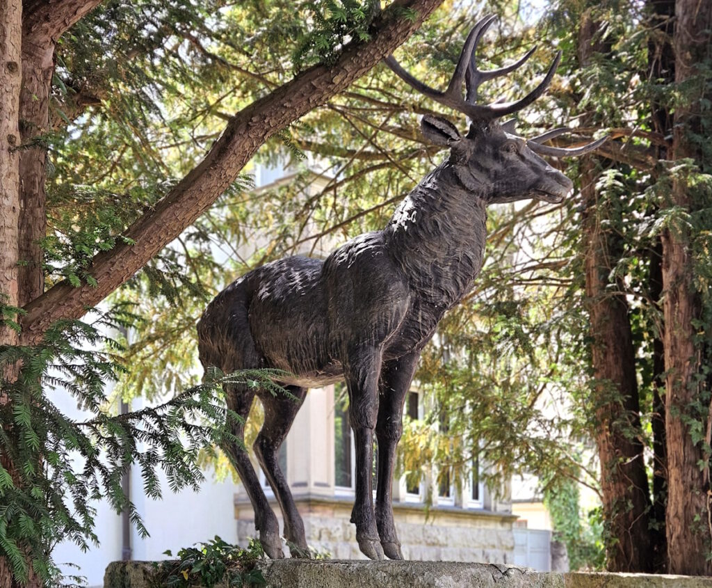 Hirsch vor der Villa Lindenhof