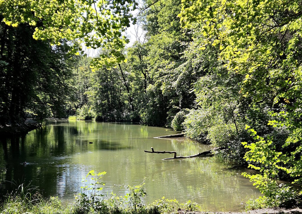 Entenfallweiher im Englischen Garten