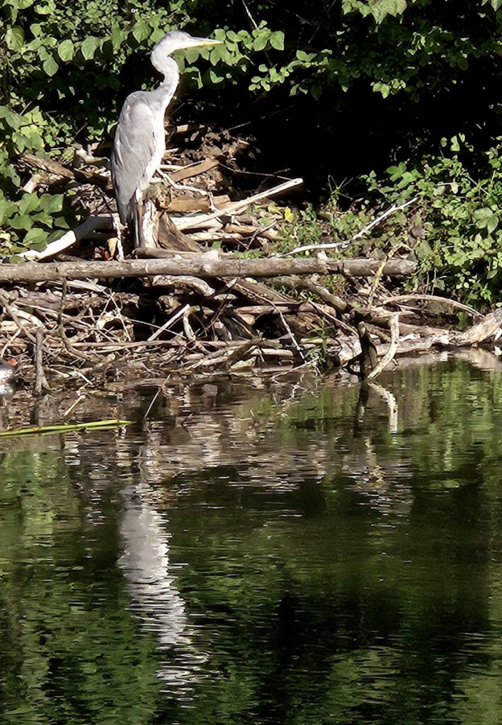 Reiher am Kleinhesseloher See