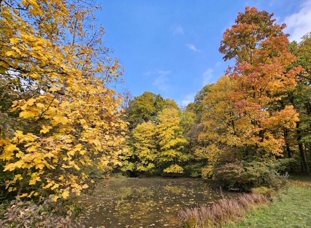Englischer Garten: Libellenteich