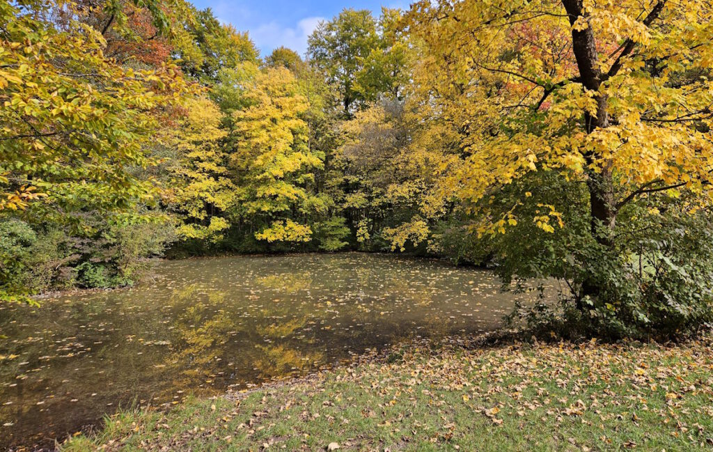 Englischer Garten: Libellenteich