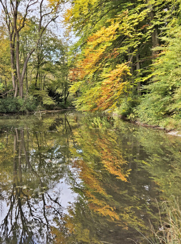 Entenfallweiher im Herbst