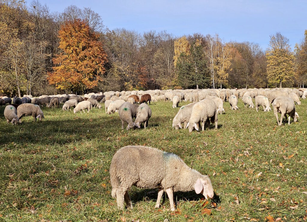Englischer Garten: Schafherde