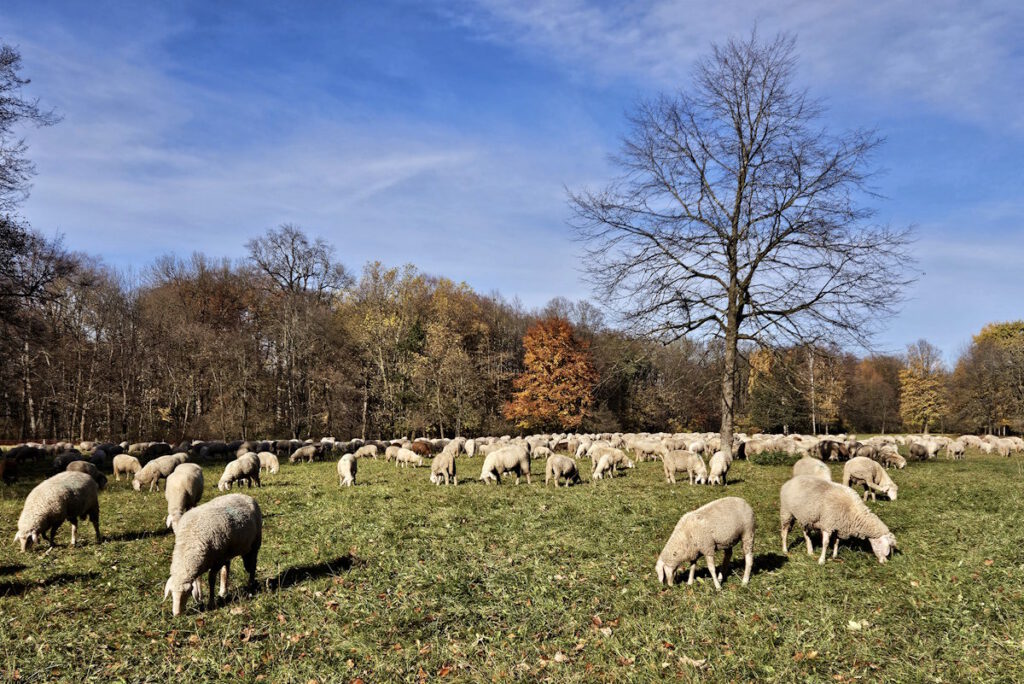 Englischer Garten: Schafherde