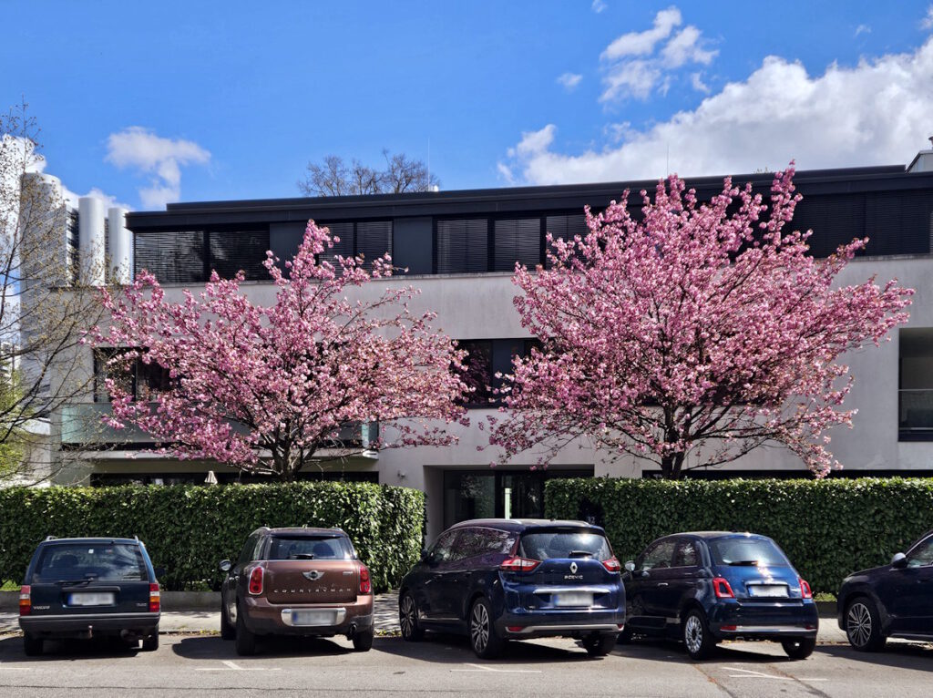 KIrschblüte Delpstraße