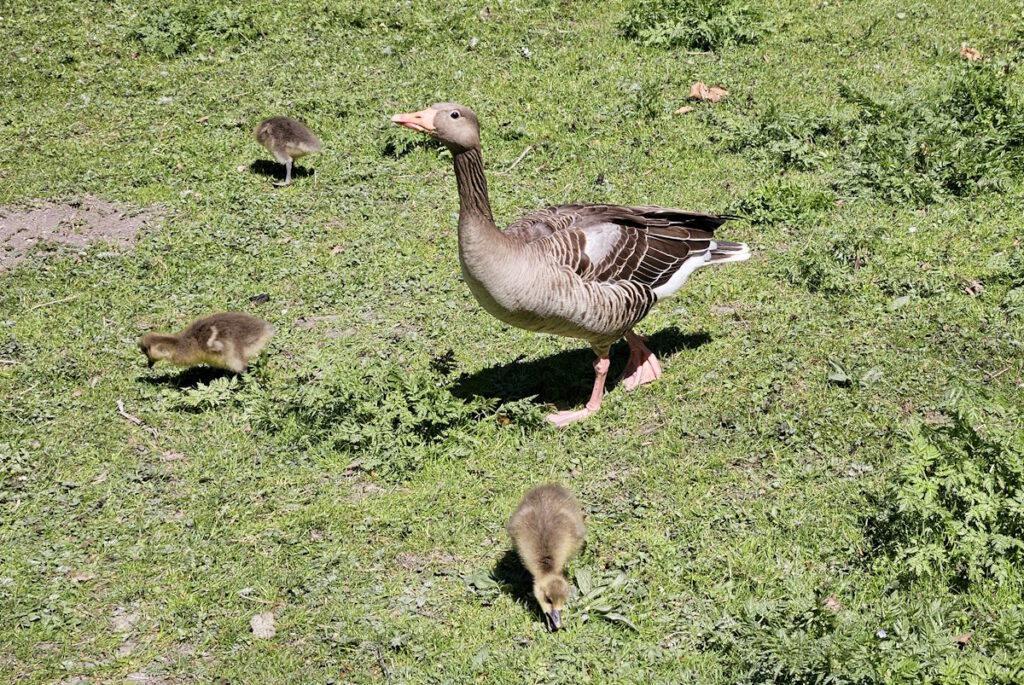 Gänse am Kleinhesseloher See