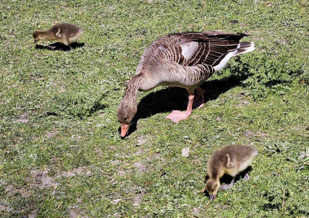 Gänse am Kleinhesseloher See