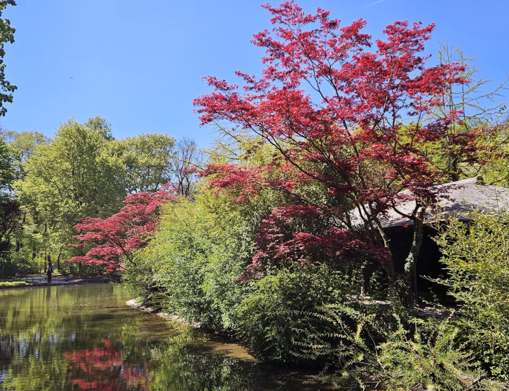 Schwabinger Bach am Japanischen Teehaus
