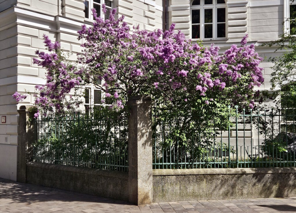 St.-Anna-Platz Flieder