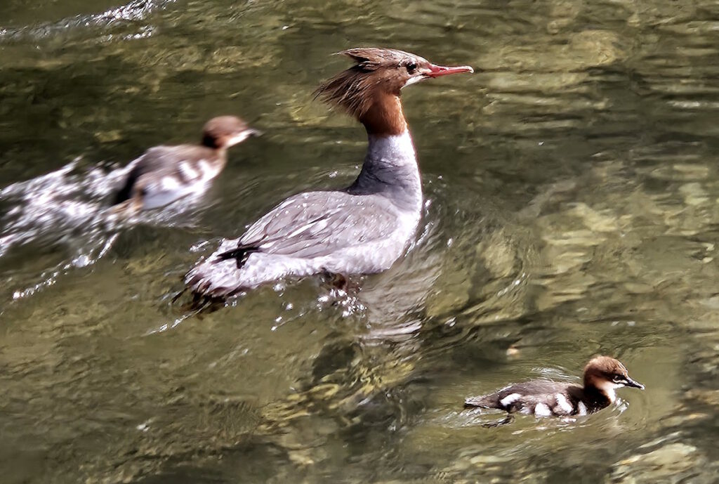 Gänsesäger