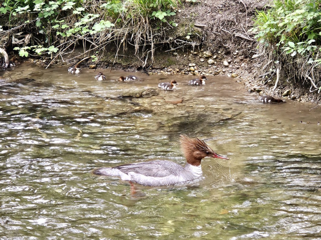 Gänsesäger