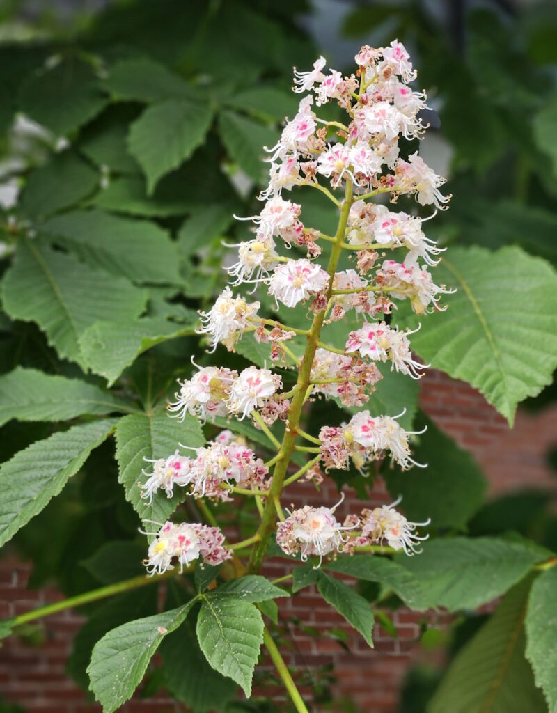 Kastanienblüte