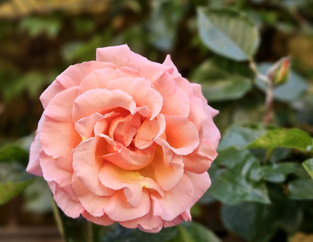 Edelrose