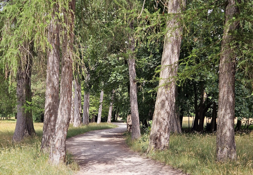 Spazierweg im Nordteil des Englischen Gartens