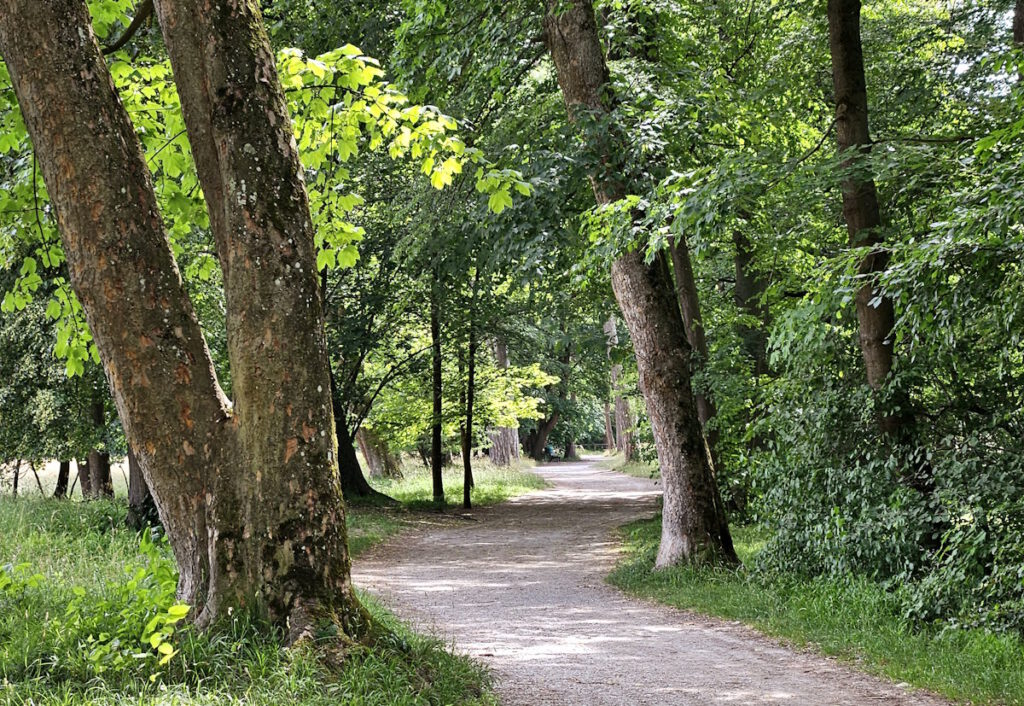 Spazierweg im Nordteil des Englischen Gartens