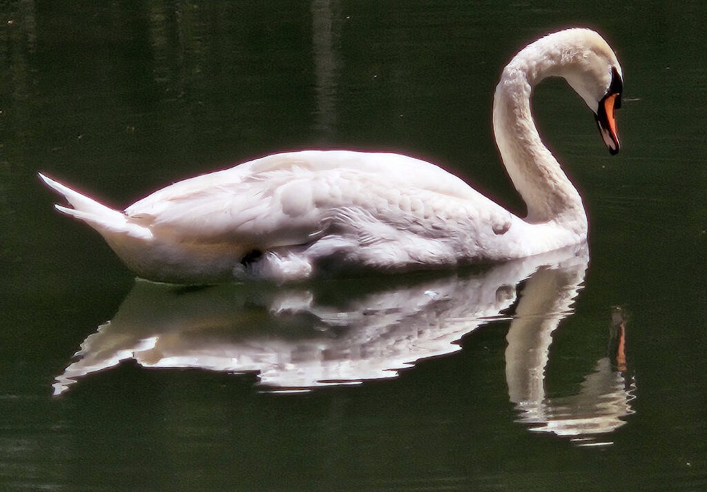 Schwan am Schwammerlweiher