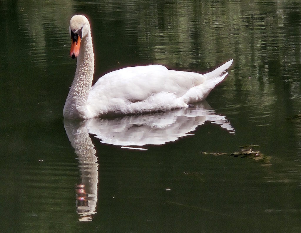 Schwan am Schwammerlweiher