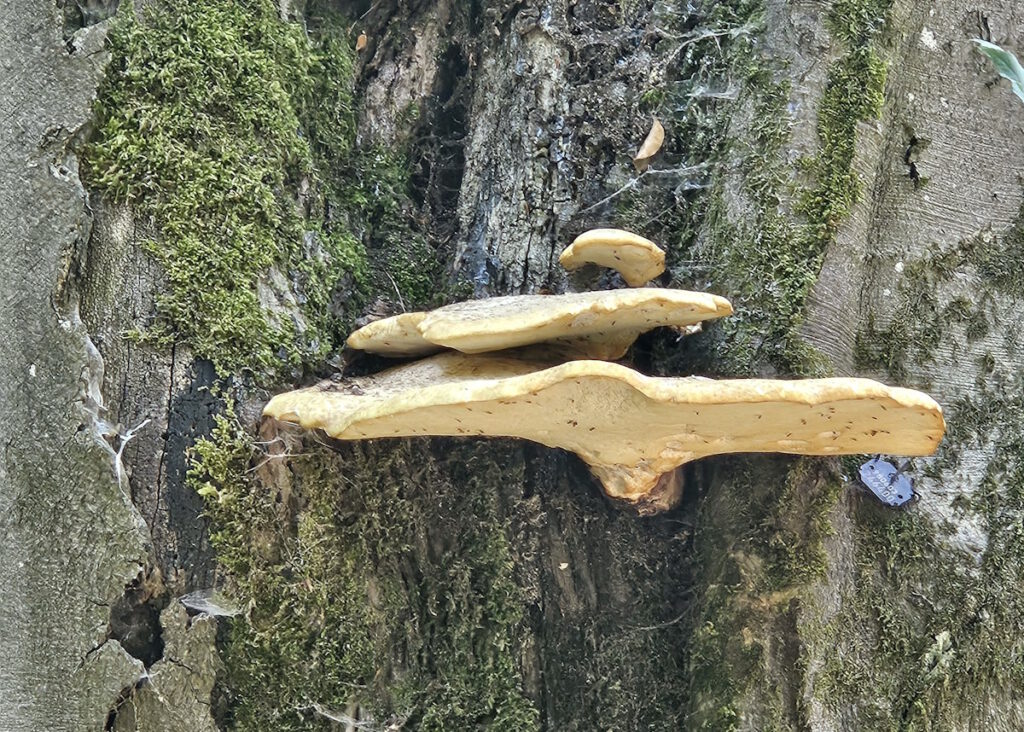 Baumschwämme im Englischen Garten