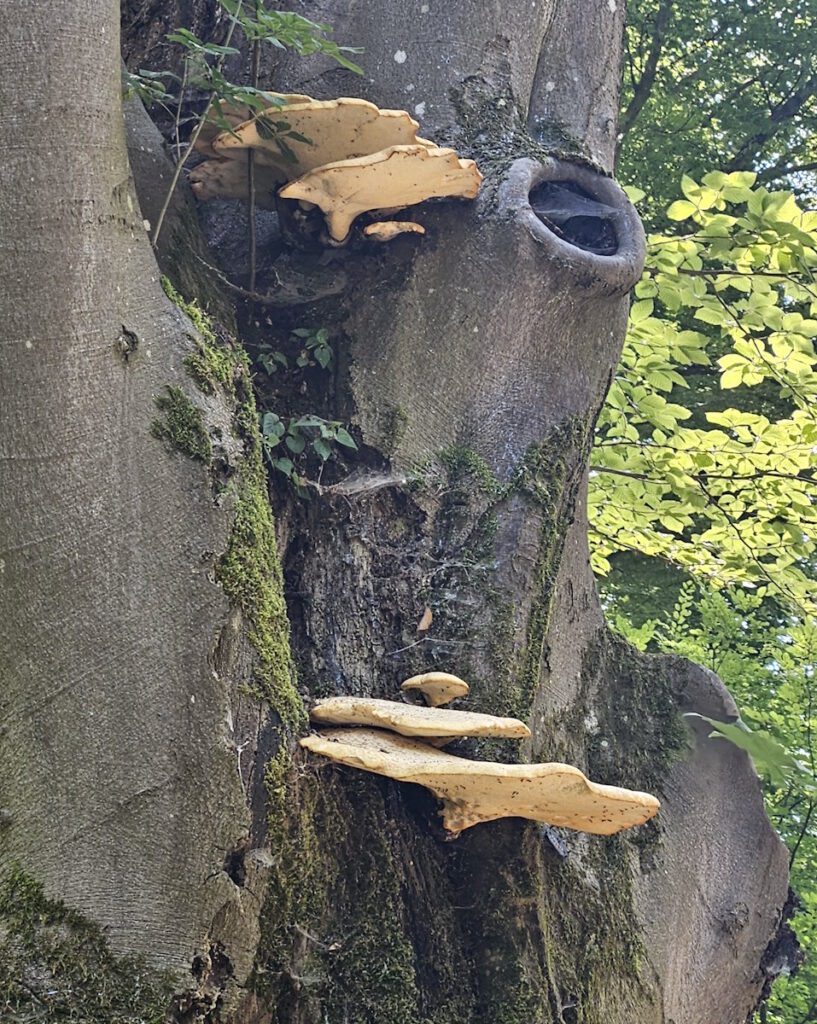 Baumschwämme im Englischen Garten