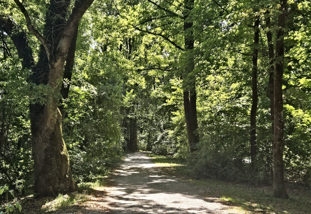 Spazierweg im Englischen Garten