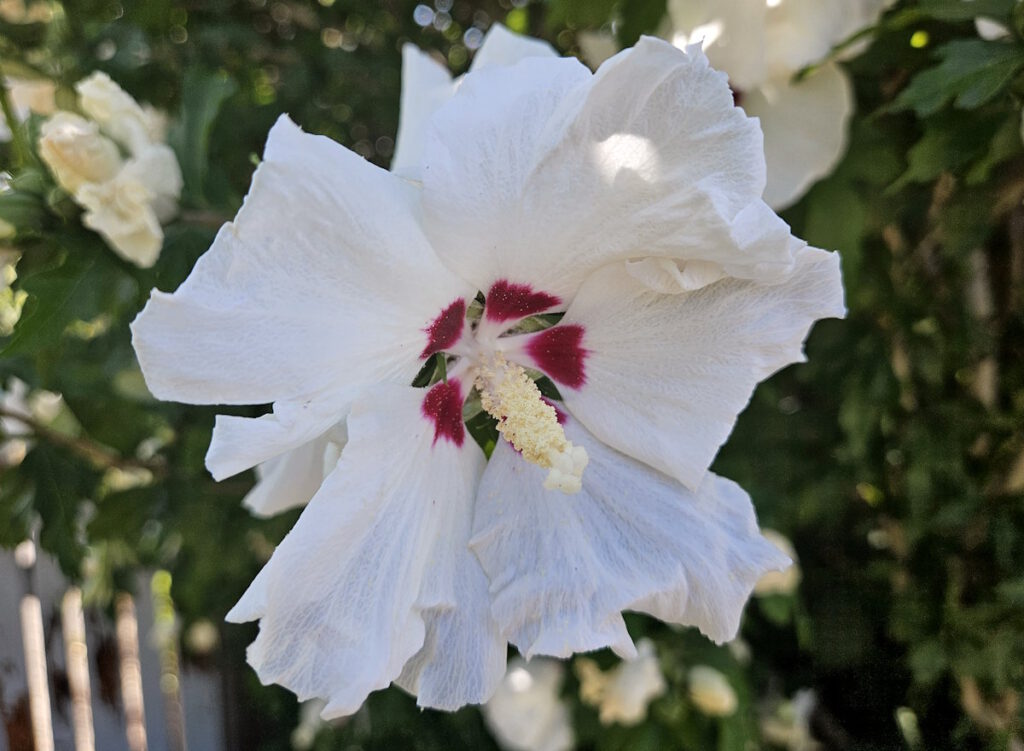 Hibiskusblüte