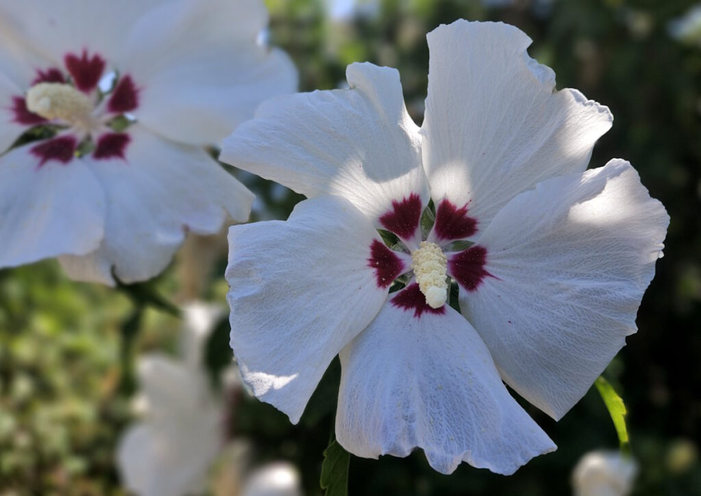 Hibiskusblüte