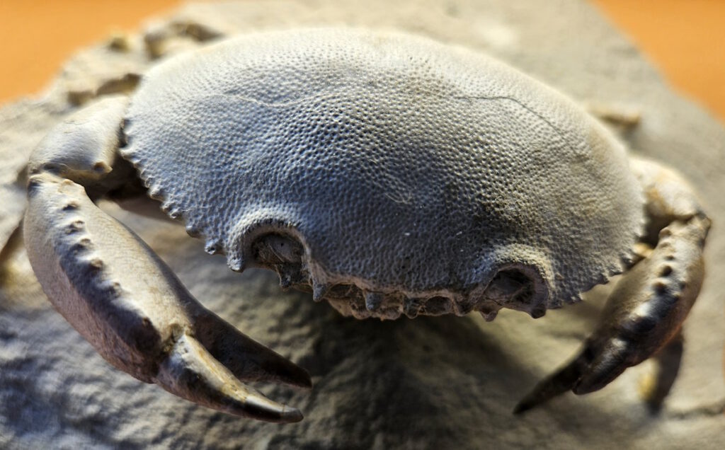 Harpactocarcinus punctulatus
