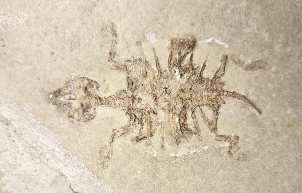 Aplax oberndorferi