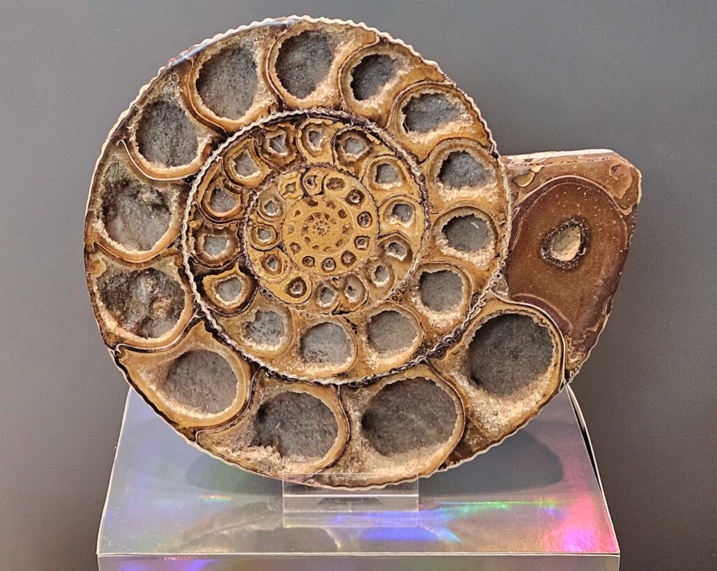 Ammonit im Paläontologischen Museum München