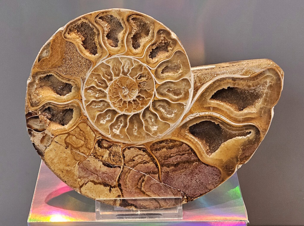 Ammonit im Paläontologischen Museum München
