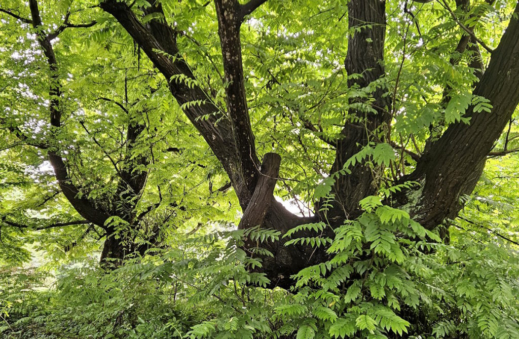 Garten der Kunstakademie