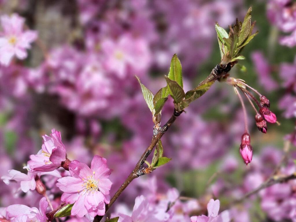 Grünanlage Mildred-Scheel-Bogen
