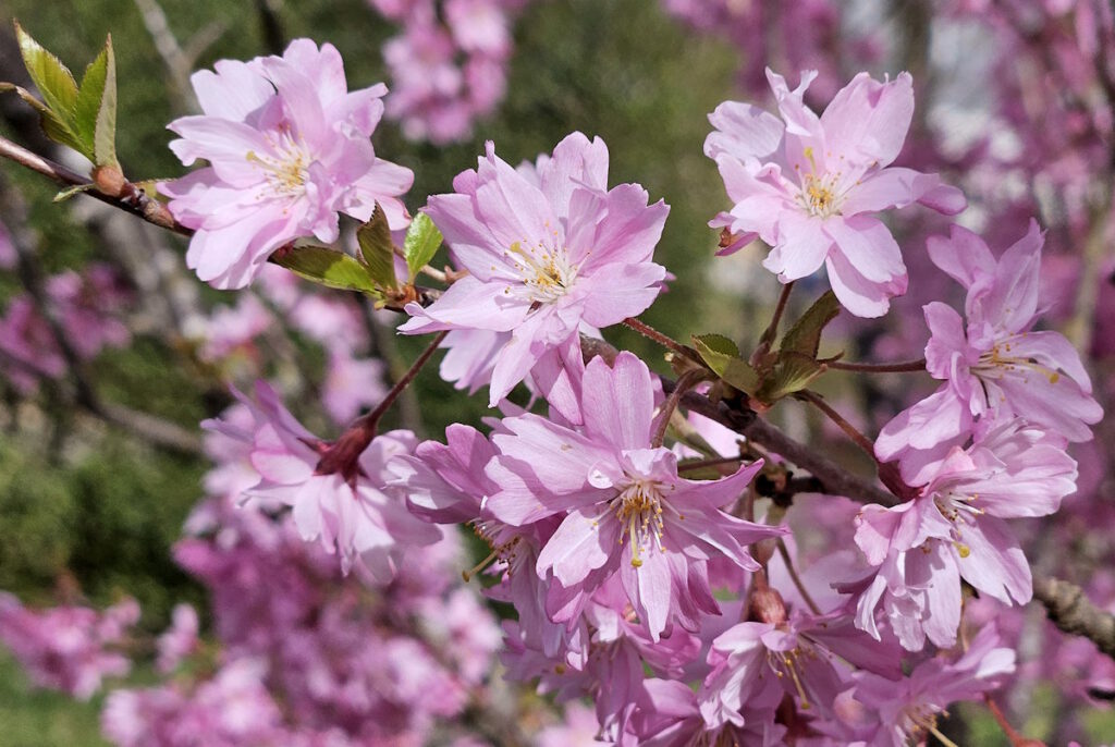 Grünanlage Mildred-Scheel-Bogen