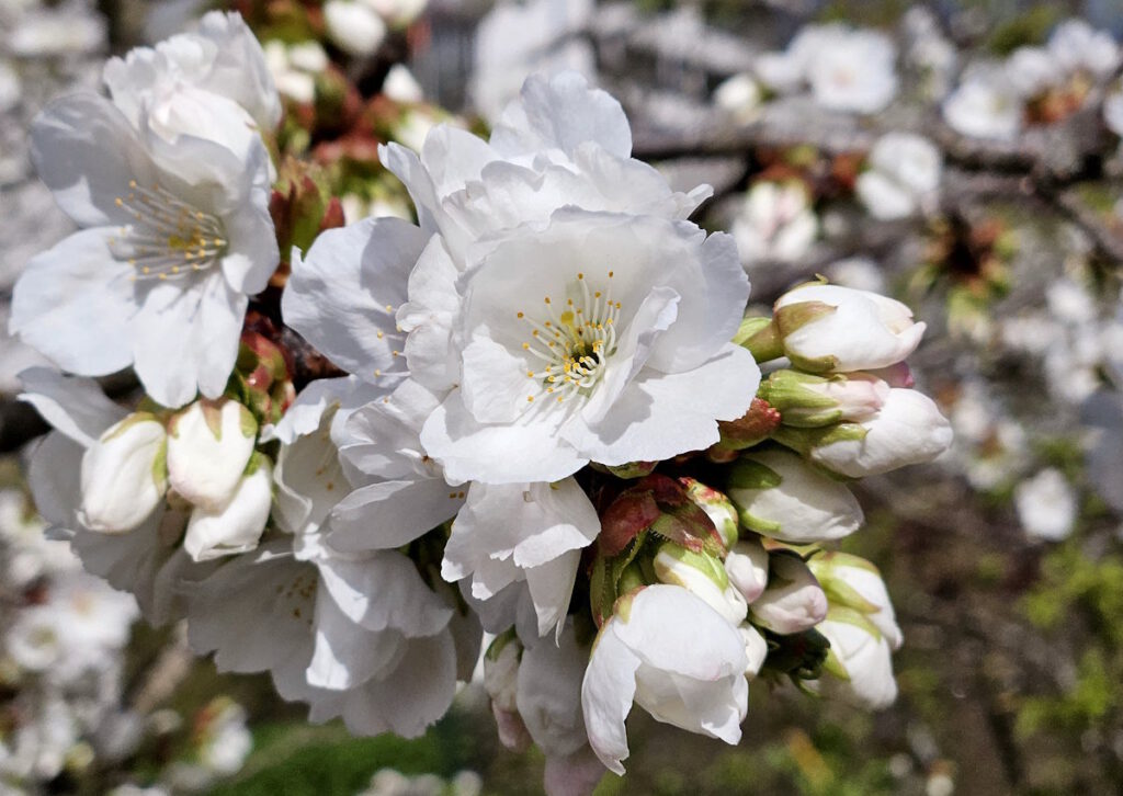 Grünanlage Mildred-Scheel-Bogen