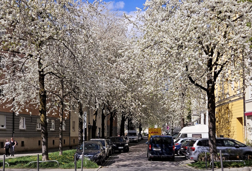 Kirschblüte 2025 in der Fallmerayerstraße