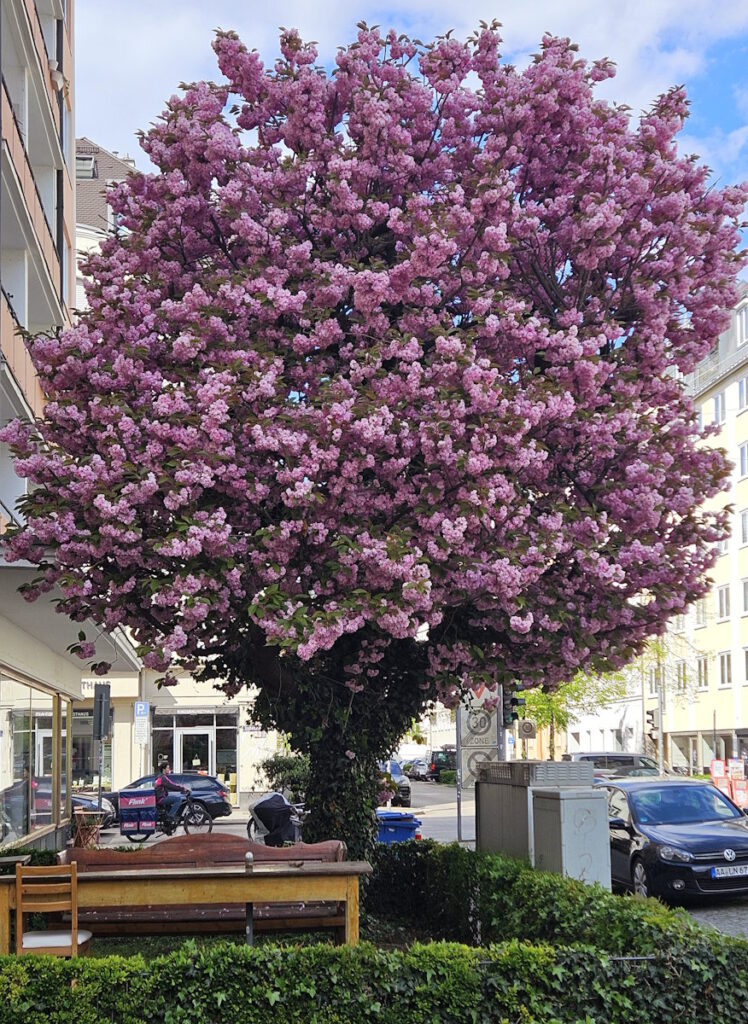 Kirschlüte in der Römerstraße