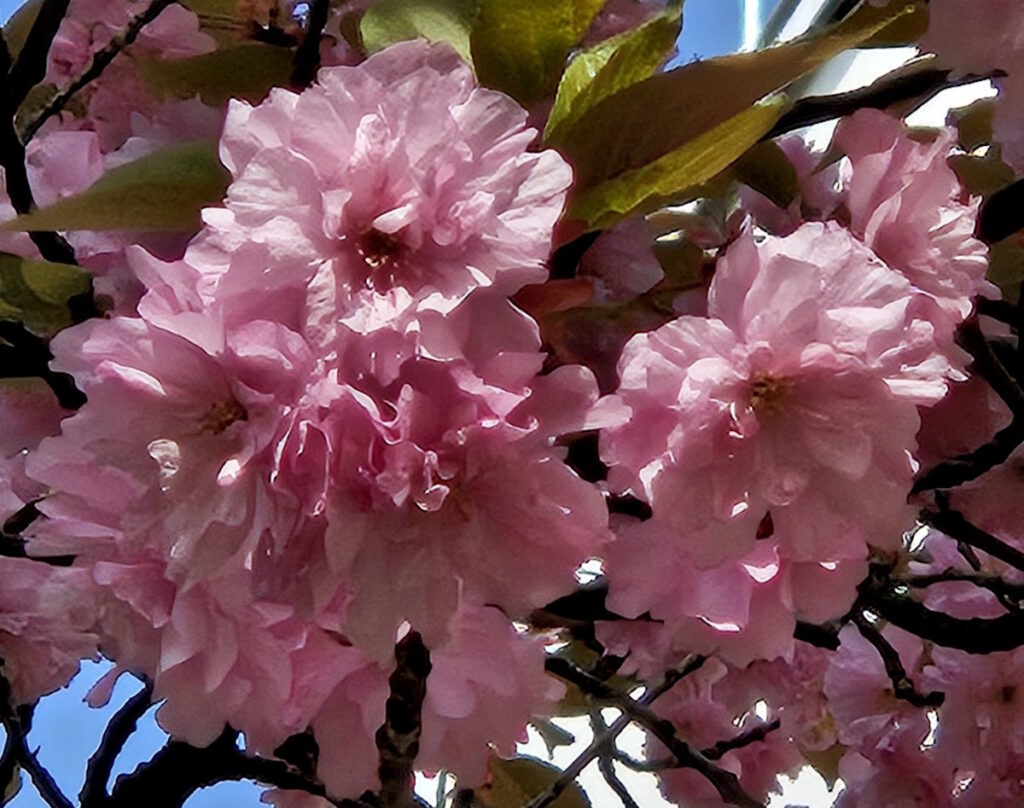 Kirschblüte, Leopoldstraße, Schwabing