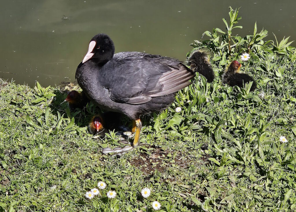 Blesshuhn mit Küken im Neuen Südfriedhof Perlach