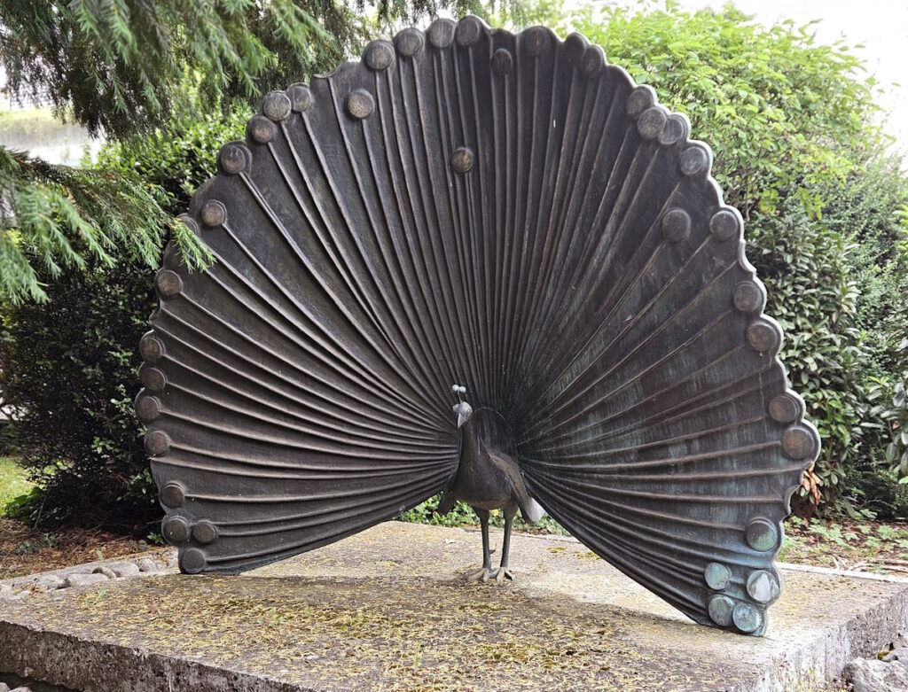Rolf Nida-Rümelin Rad schlagender Pfau in Oberföhring