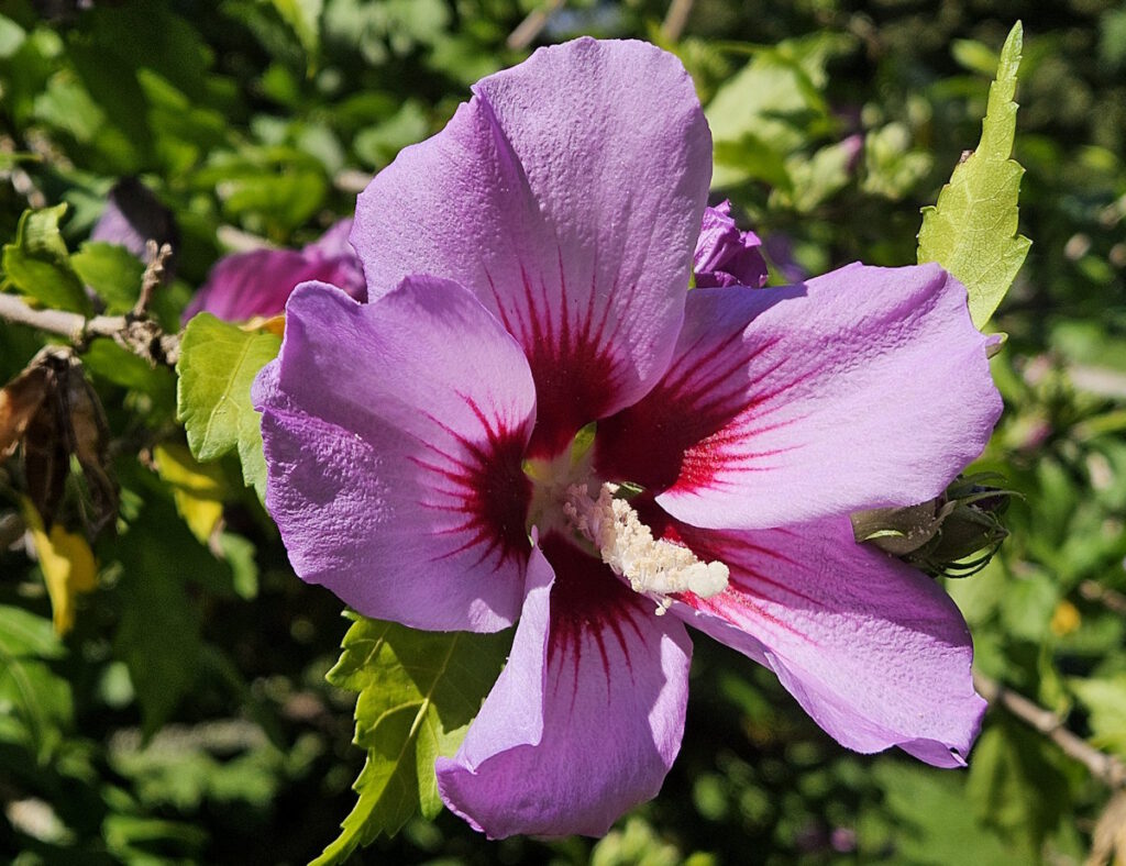 Hibiskus auf dem Friedhof am Perlacher Forst